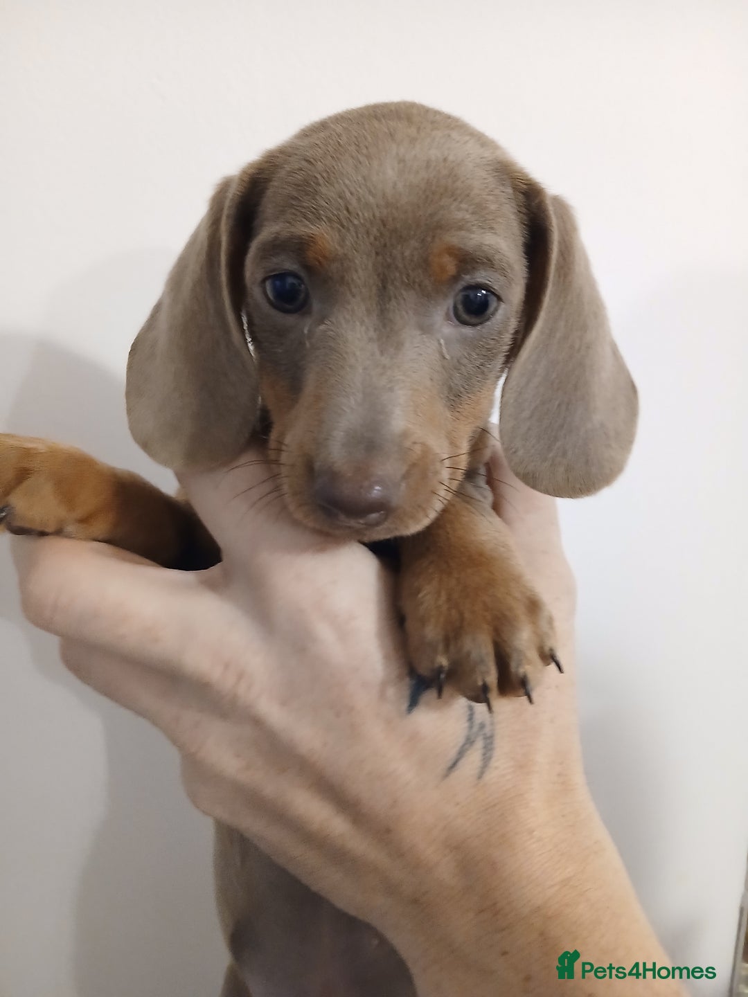 Dachshund dogs for sale: Mini Dachshund Puppies - Advert 12