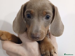 Dachshund dogs Mini Dachshund Puppies - Advert 1