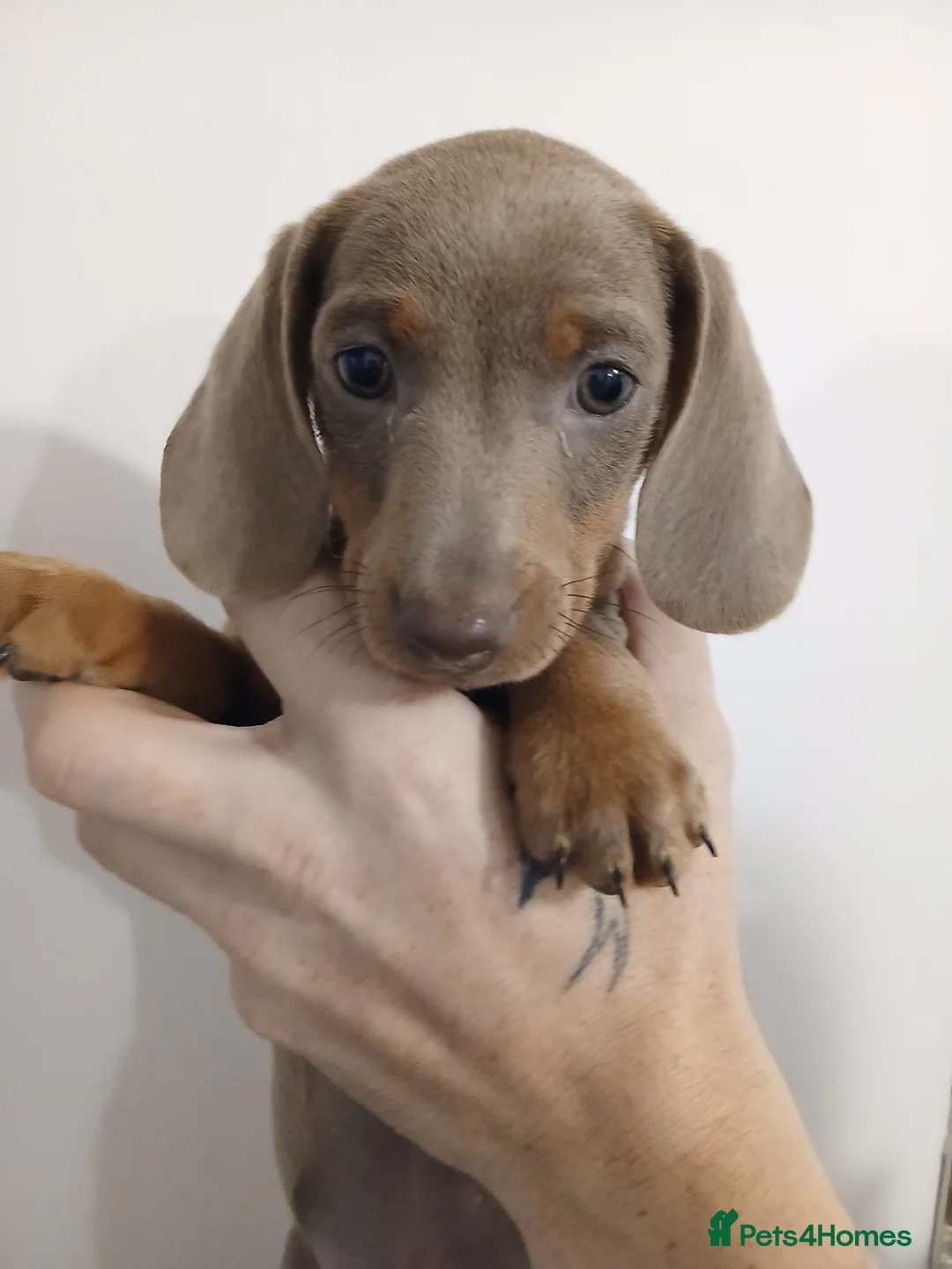 Dachshund dogs for sale: Now only 2 male mini dachshund puppies  - Advert 8