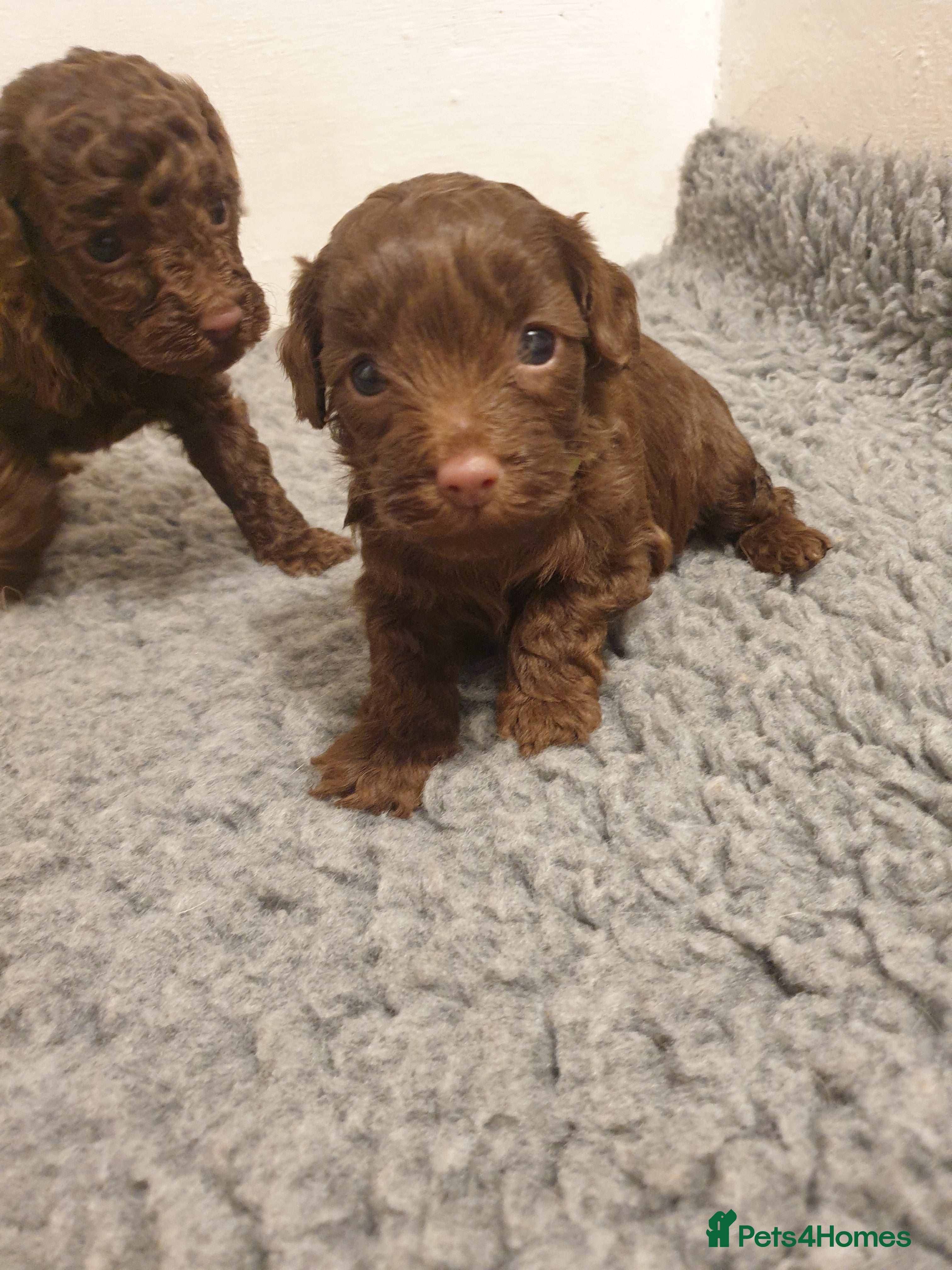 Cockapoo dogs Only one left!!! F2b chocolate Boy 😍  - Advert 6