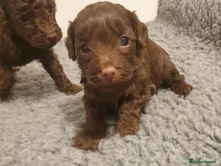 Cockapoo dogs Only one left!!! F2b chocolate Boy 😍 - Advert 3