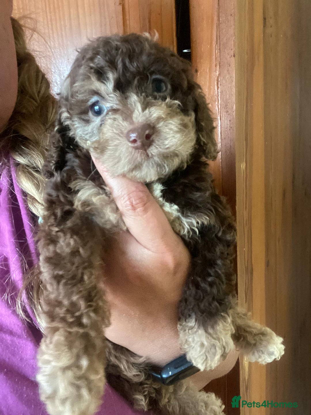 Cockapoo dogs for sale: Cockapoo puppies - Advert 3