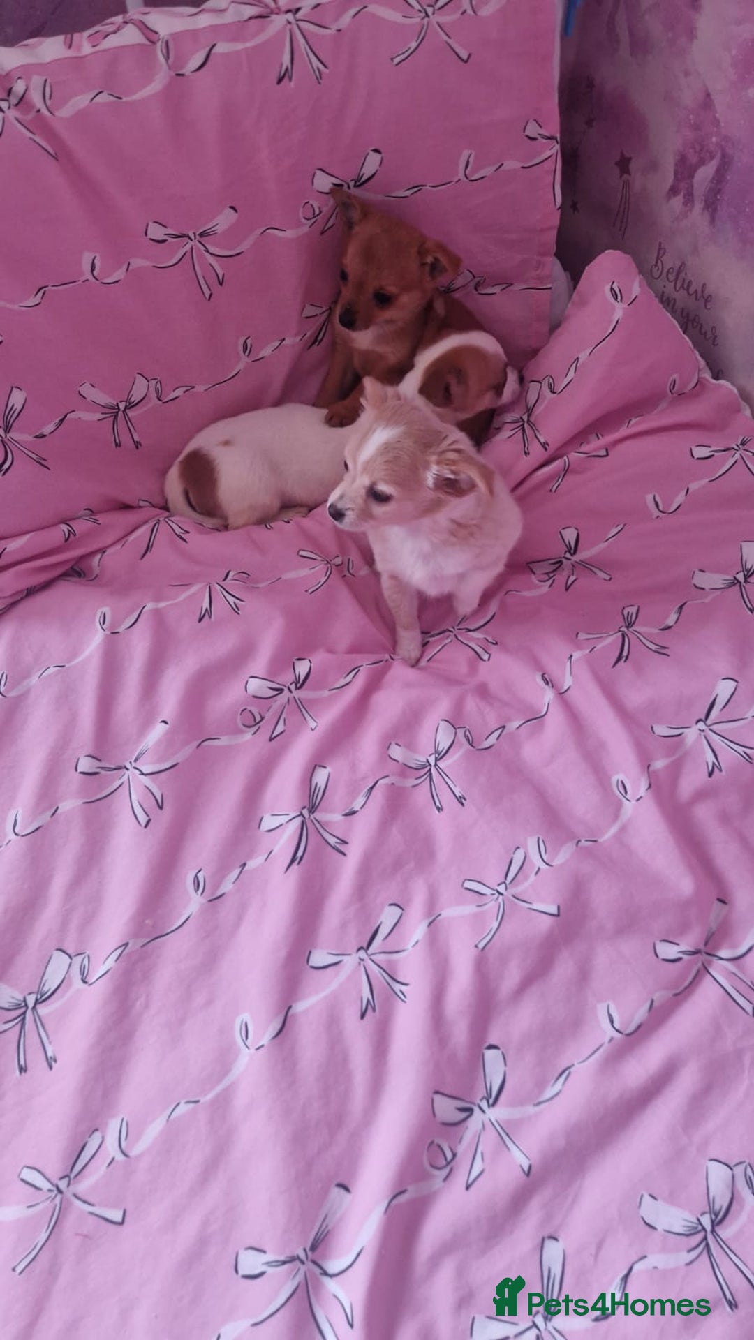 Chihuahua dogs for sale: Chihuahua puppies - Advert 5