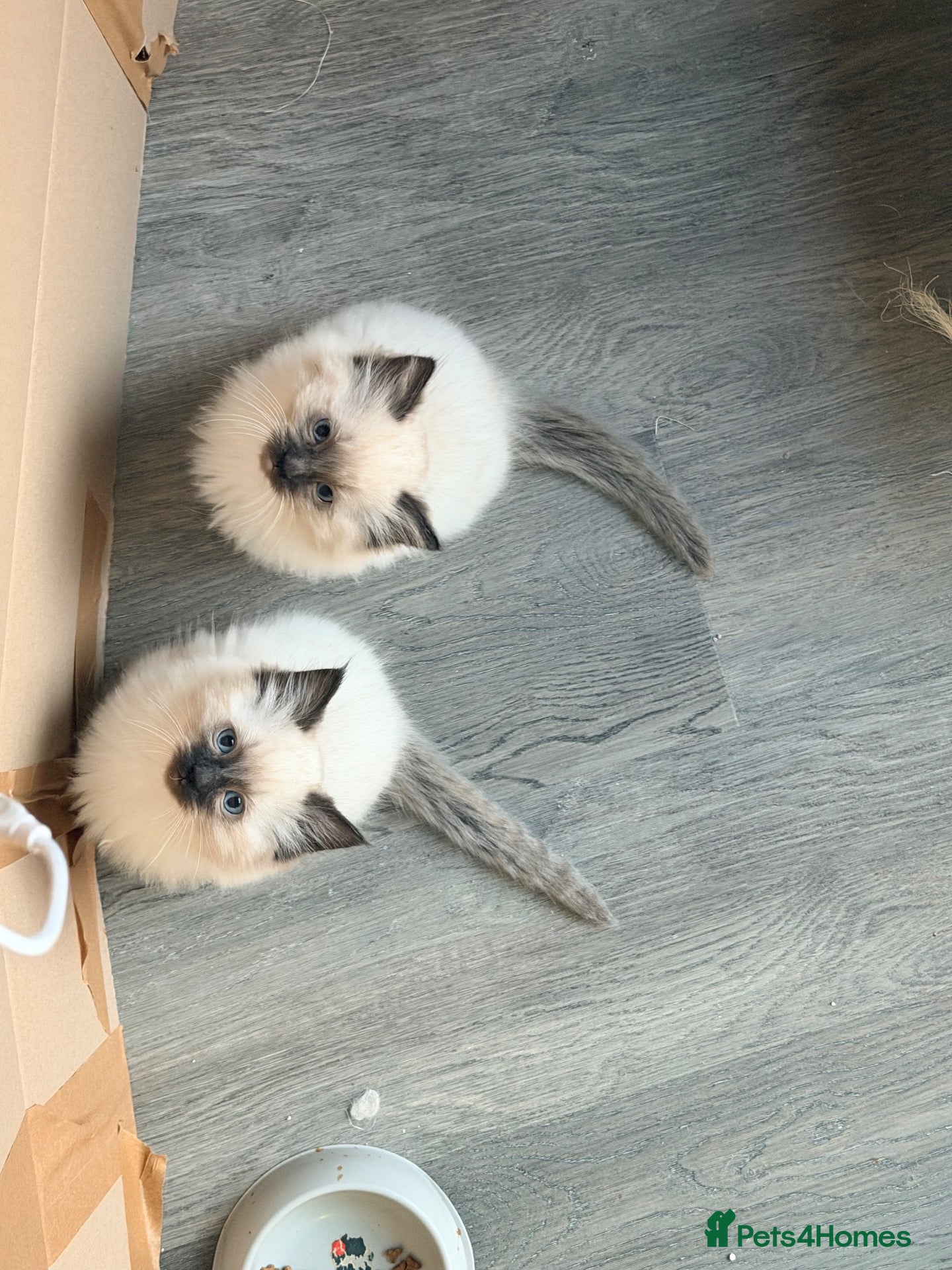 Ragdoll cats Stunning Purebred Ragdoll Kittens - Advert 5