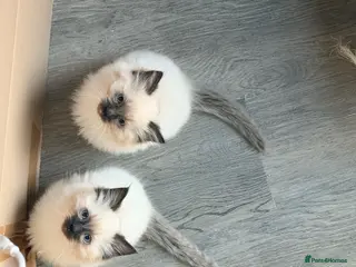 Ragdoll cats Stunning Purebred Ragdoll Kittens - Advert 4
