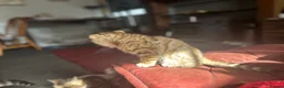 Bengal cats for sale: Bengal kittens  - Advert 11