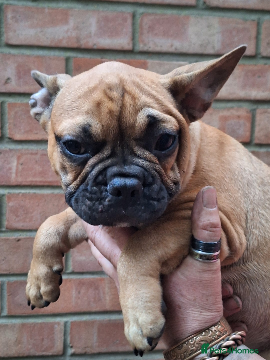 French Bulldog dogs for sale: 5 Frenchie Puppies 4 Boys & 1 Girl - Image 4