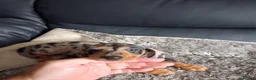Miniature Dachshund dogs for sale: Miniature dachshund puppies boys and girls - Advert 13