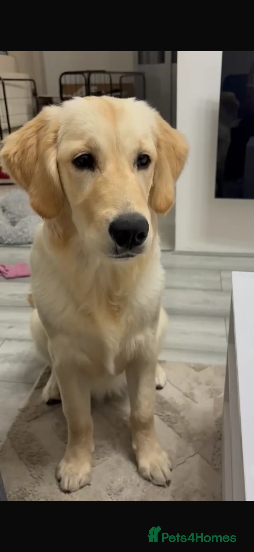 Golden Retriever dogs for sale: KC reg 7 months old Golden Retriever girl - Advert 1