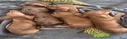 Miniature Dachshund dogs for sale: Gorgeous Trio of Mini Dachshunds in Portsmouth - Advert 6
