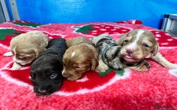 Cockapoo dogs for sale: Cockapoo puppies Rainbow litter  - Image 7