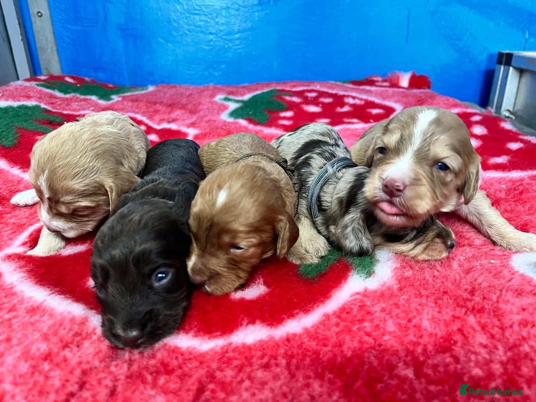 Cockapoo dogs for sale: Cockapoo puppies Rainbow litter  - Image 7