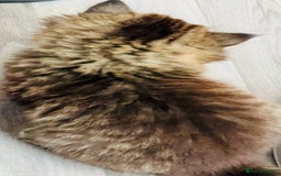 Persian cats for sale: Persian chinchilla kittens  - Image 3
