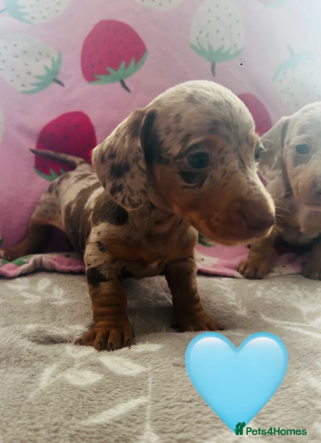Miniature Dachshund dogs for sale: Miniature dachshunds 🩷🩵 - Advert 1