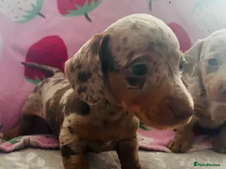Miniature Dachshund dogs Miniature dachshunds 🩷🩵 - Advert 1