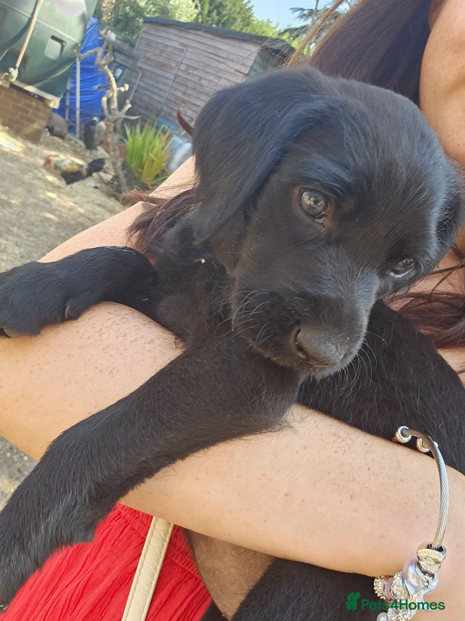 Mixed Breed dogs Belgian Malinois X Poodles  - Advert 1