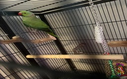 Ringnecks birds for sale: Male Indian Ringneck & Cage - Image 1
