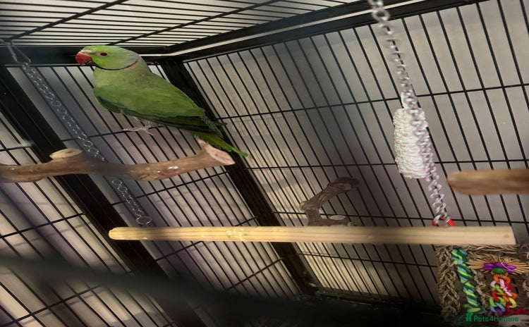 Ringnecks birds - Advert 1