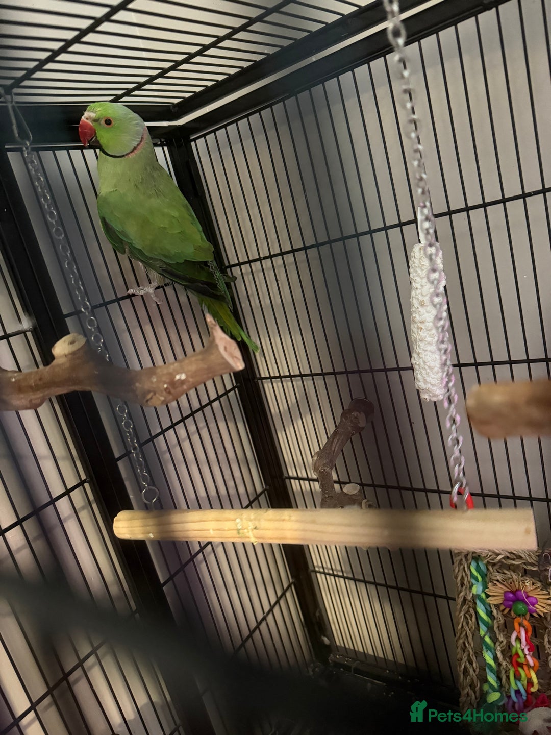Ringnecks birds for sale: Male Indian Ringneck & Cage - Image 1