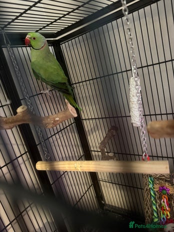 Ringnecks birds - Advert 1