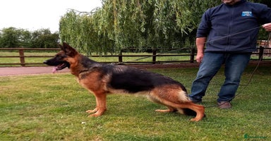 German Shepherd dogs - Advert 6