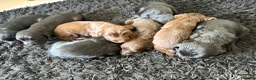 Cocker Spaniel dogs for sale: KC registered pedigree cocker spaniels - Advert 37