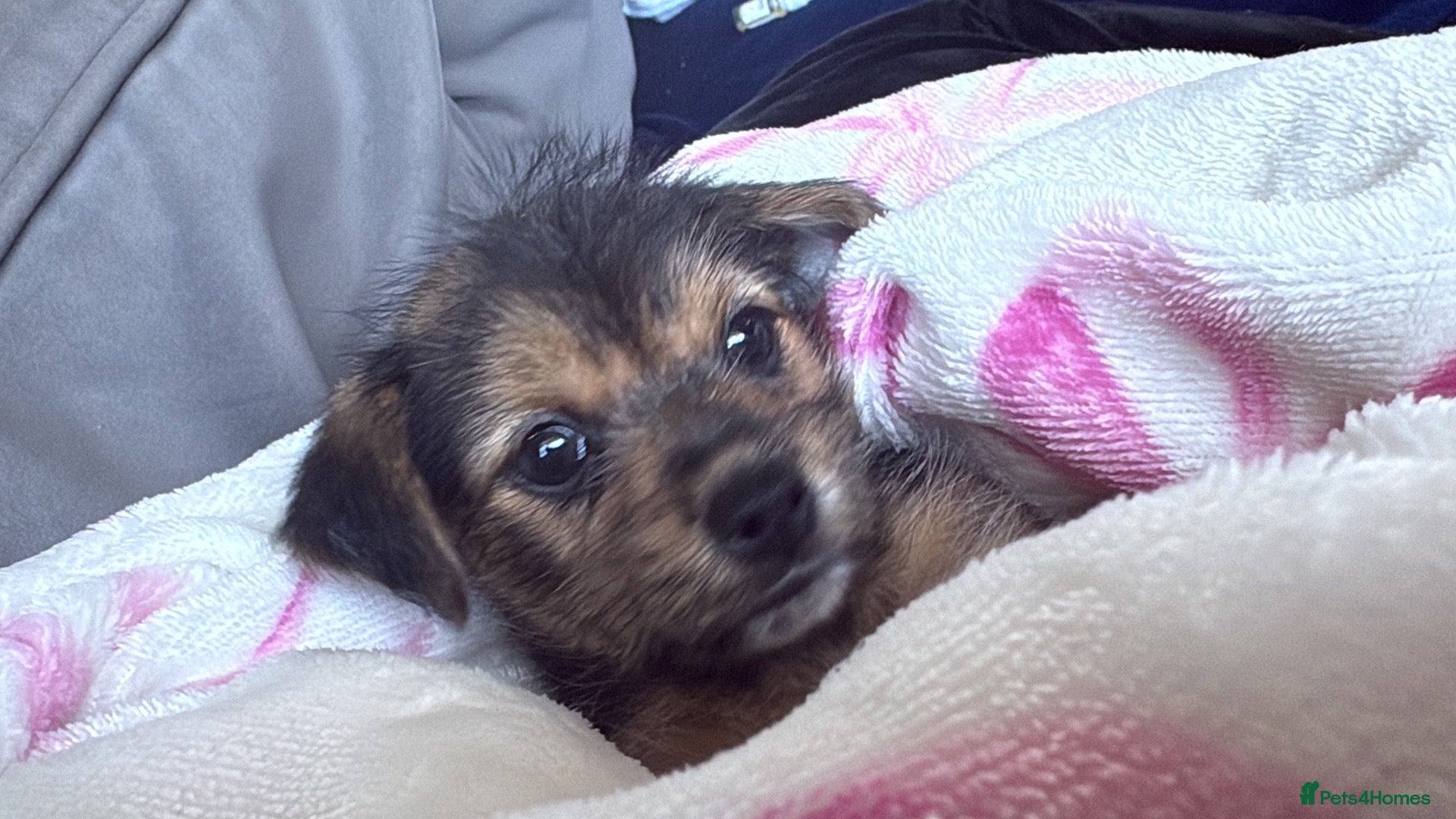 Mixed Breed dogs Beautiful Jack Russel x Shih Tzu - Advert 19