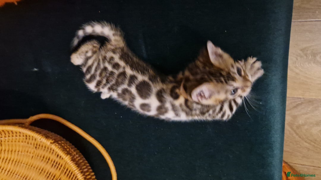 Bengal cats for sale: Beautiful kittens 🥰 - Advert 24