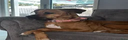 Mixed Breed dogs for sale: Bella is looking for a forever home  in Milton Keynes - Advert 2