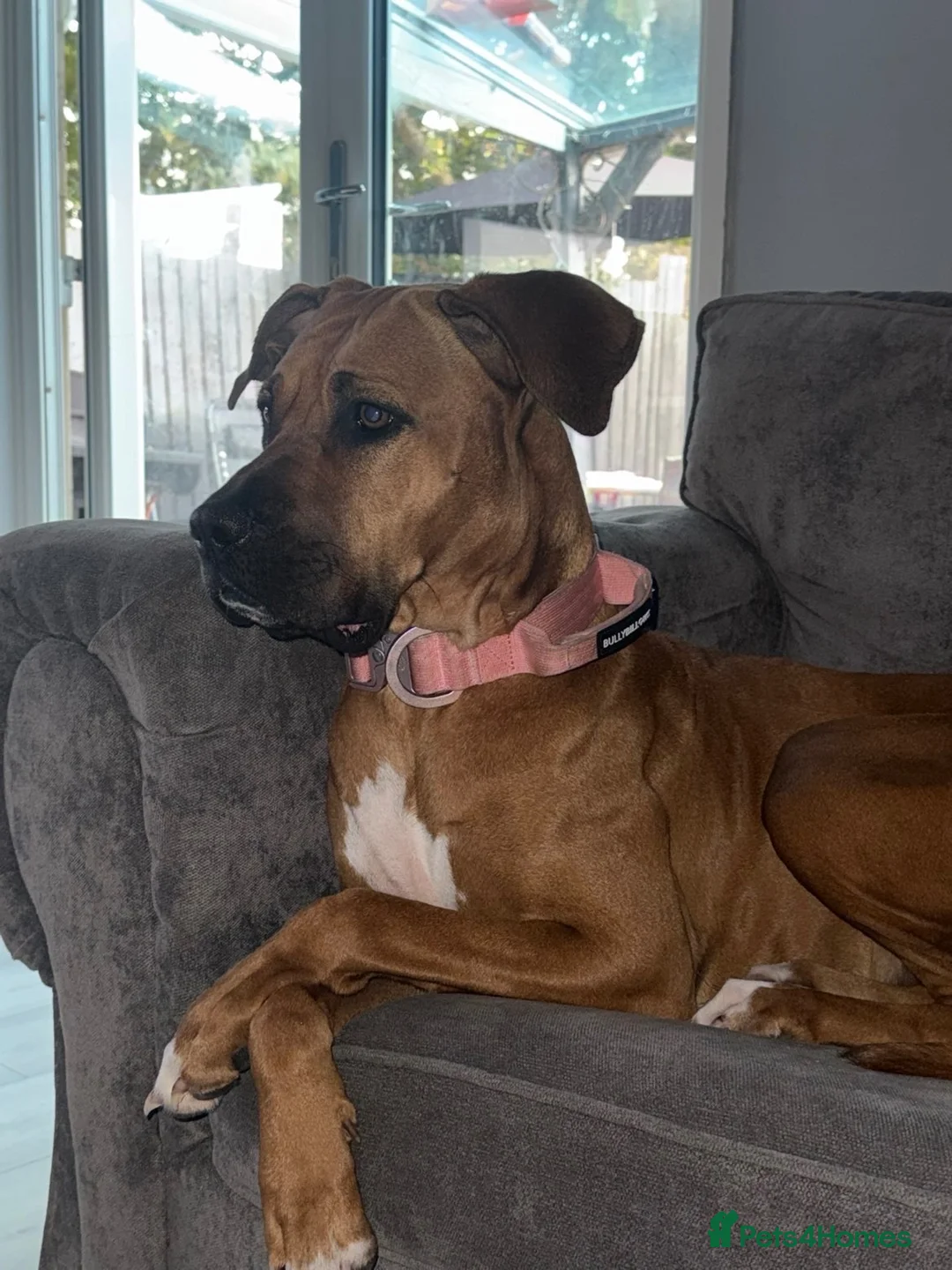 Mixed Breed dogs for sale: Bella is looking for a forever home  in Milton Keynes - Advert 2