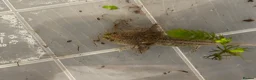 Axolotl reptiles for sale: Baby axolotl for sale  - Advert 4