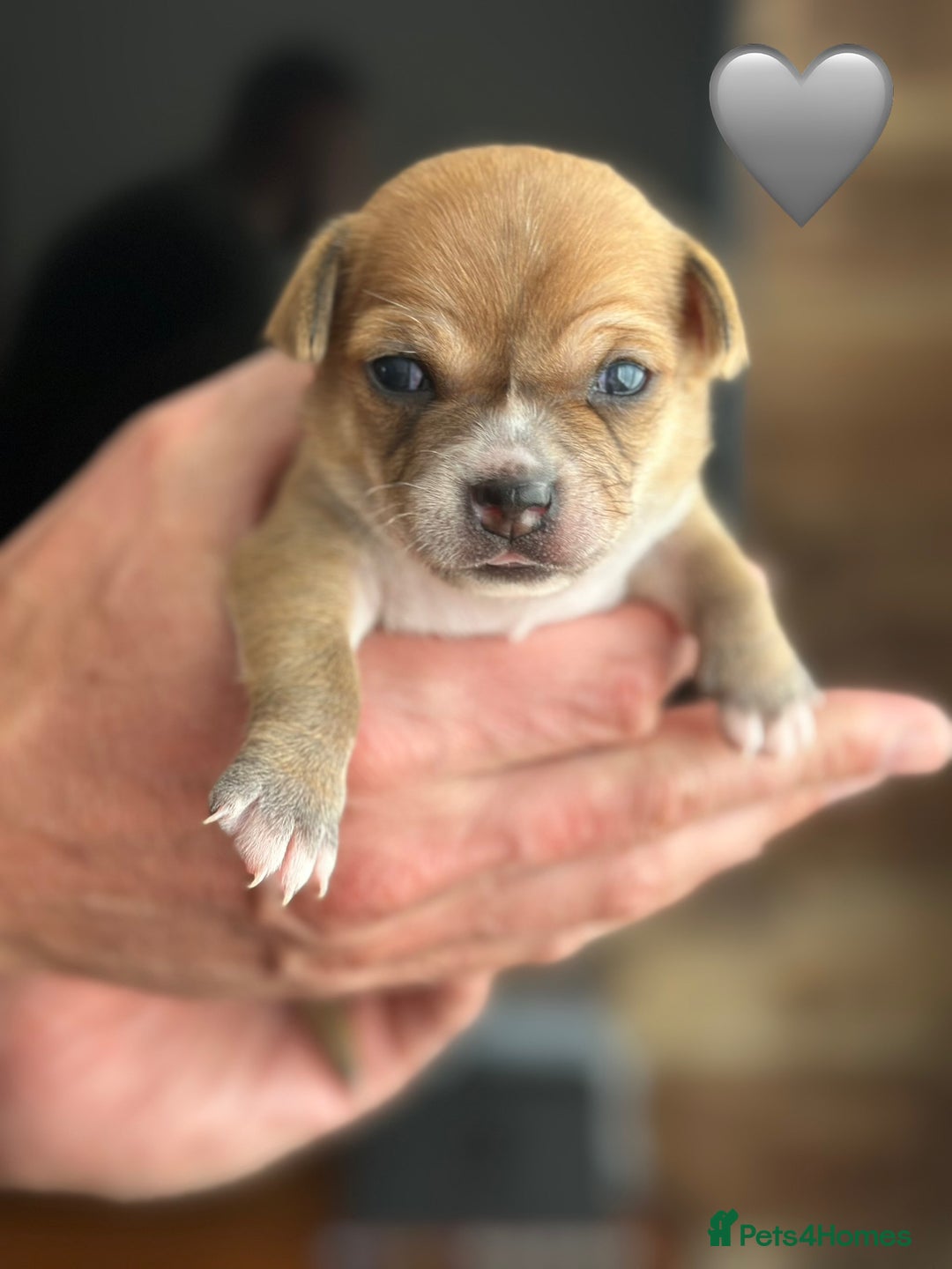 Chihuahua dogs for sale: 6 Gorgeous Chihuahua Puppies 🐶💙🩷🩷🩷🩷💙  - Image 34