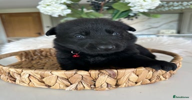 German Shepherd dogs - Advert 4