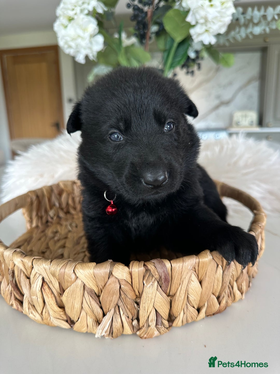 German Shepherd dogs for sale: Outstanding KC Working Line German Shepherd Pups - Image 2