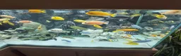 Cichlids fish for sale: African cichlids  - Advert 4