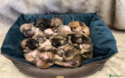 French Bulldog dogs for stud: PROVEN STUD Louis Isabella, Rojo Visual Fluffy in London - Advert 17