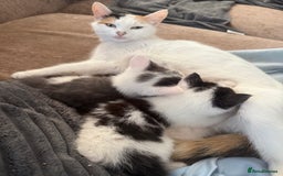 British Shorthair cats for sale: Stunning colour litter of kittens  - Image 12