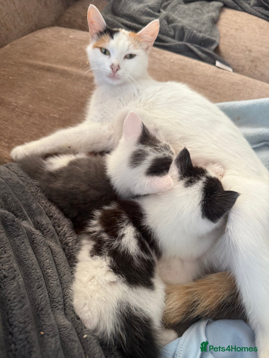 British Shorthair cats for sale: Stunning colour litter of kittens  - Image 12