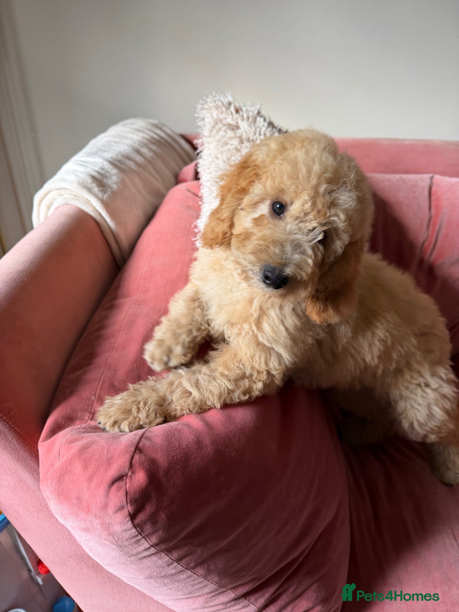 Mini Goldendoodle dogs One boy available to leave Mini Goldendoodles - Advert 10