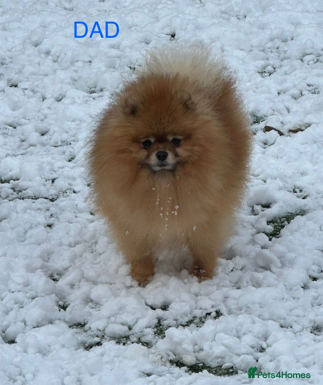 Pomeranian dogs for sale: Pomeranian - Image 2