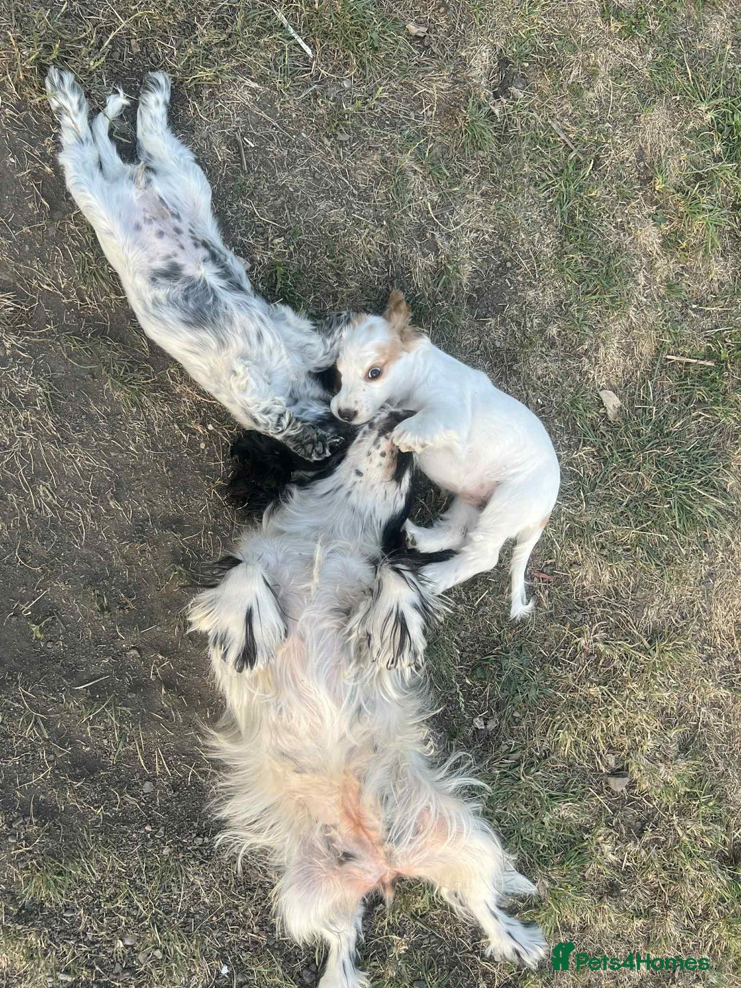 Cocker Spaniel dogs for sale: Stunning ShOw Cockers Fully vaccinated - Image 16