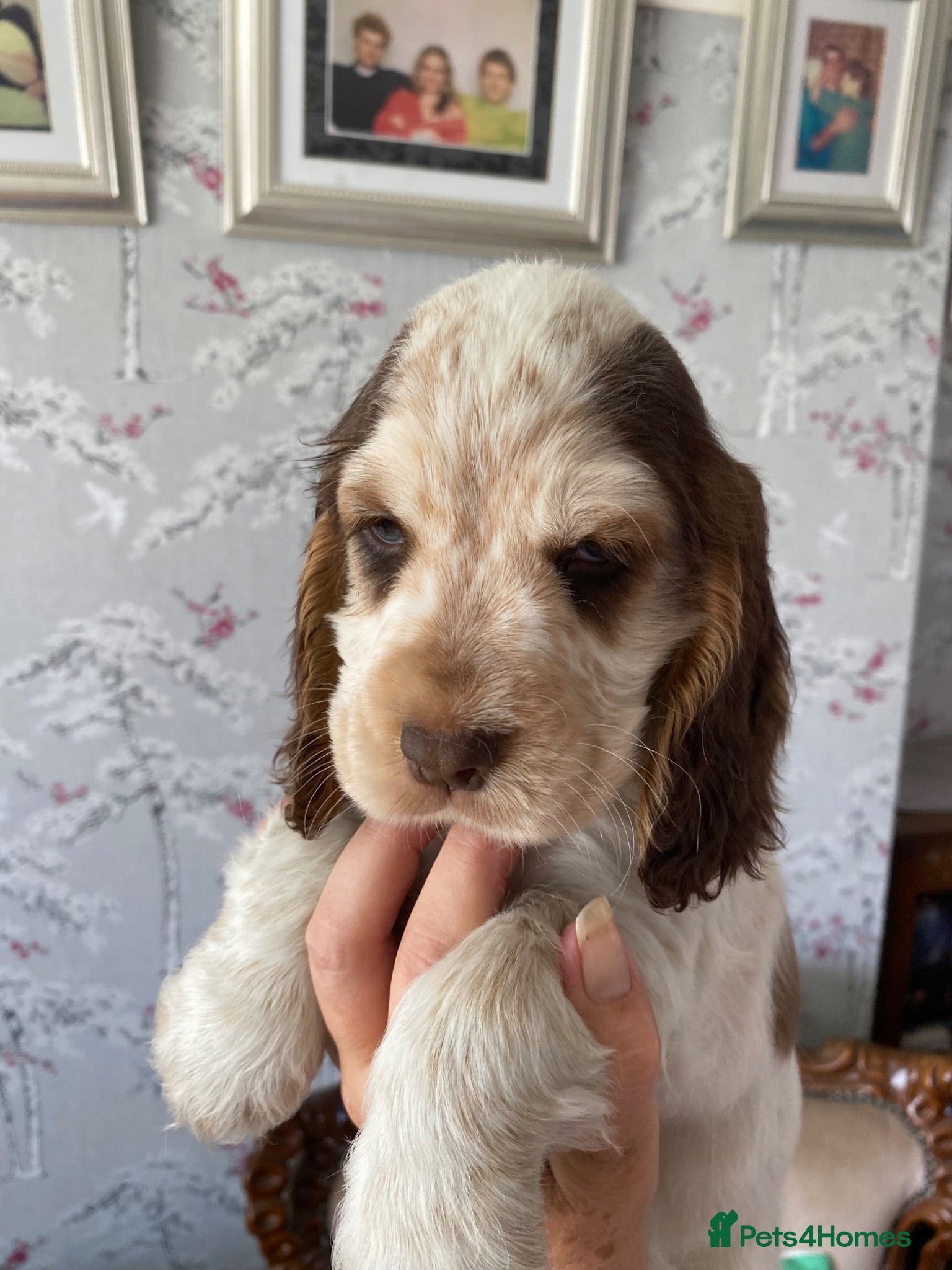 Cocker Spaniel dogs Cocker spaniel puppies  - Advert 2