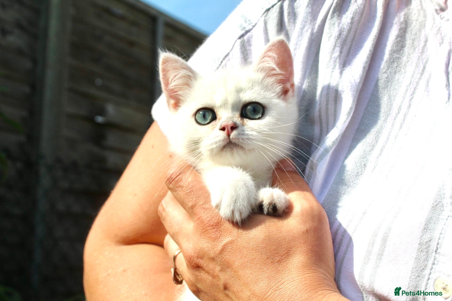 British Shorthair cats * British Shorthair boy TICA Registered Ready Now - Advert 2
