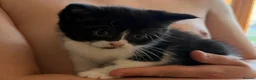 British Shorthair cats for sale: Playful, active, litter trained BSH cross kittens  in Pembroke - Advert 4