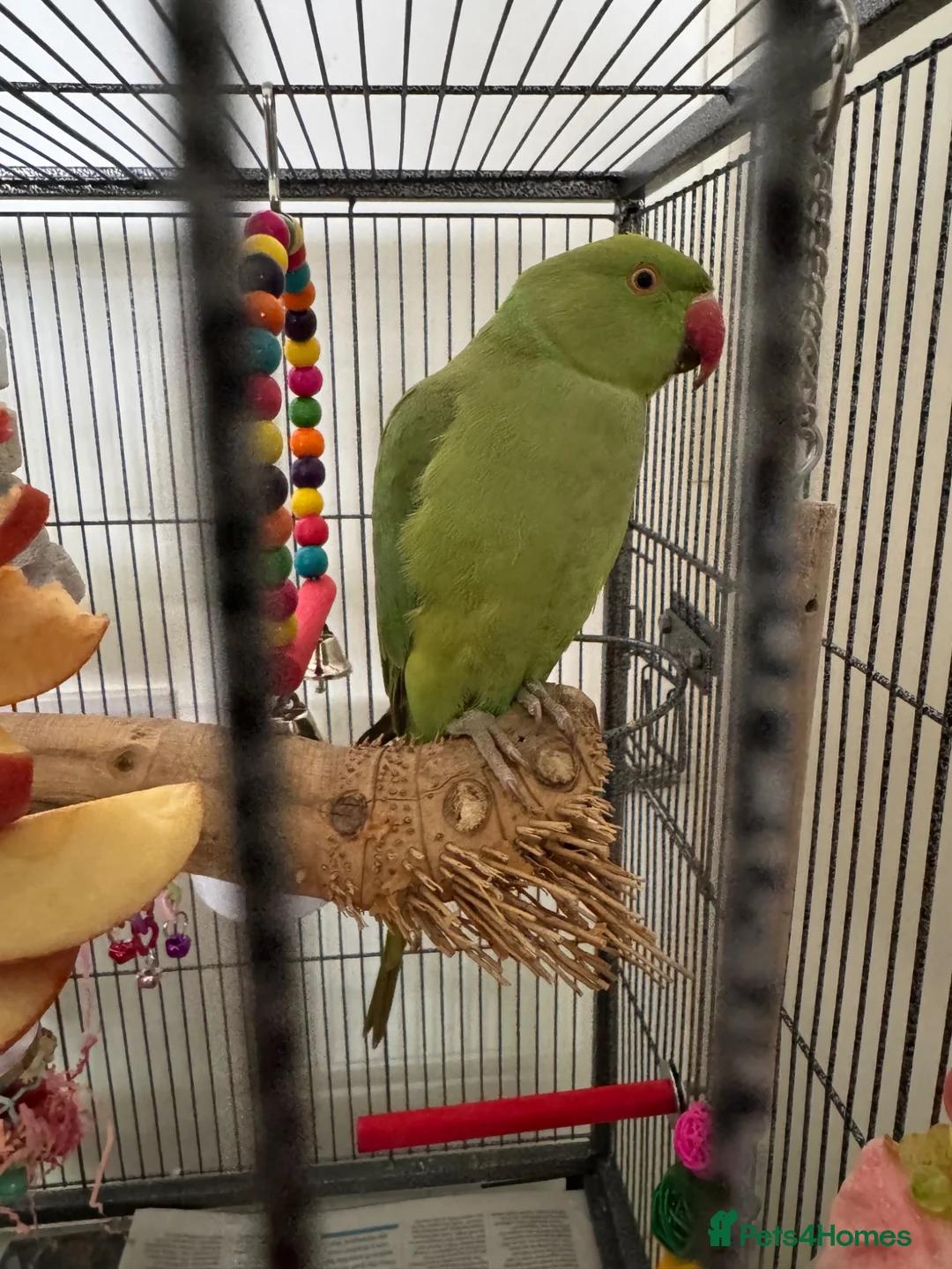Ringnecks birds for sale: Indian ringneck parakeet  in Horsham - Advert 1