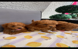 Poodle dogs for sale: Toy poodle puppies for sale  - Image 26