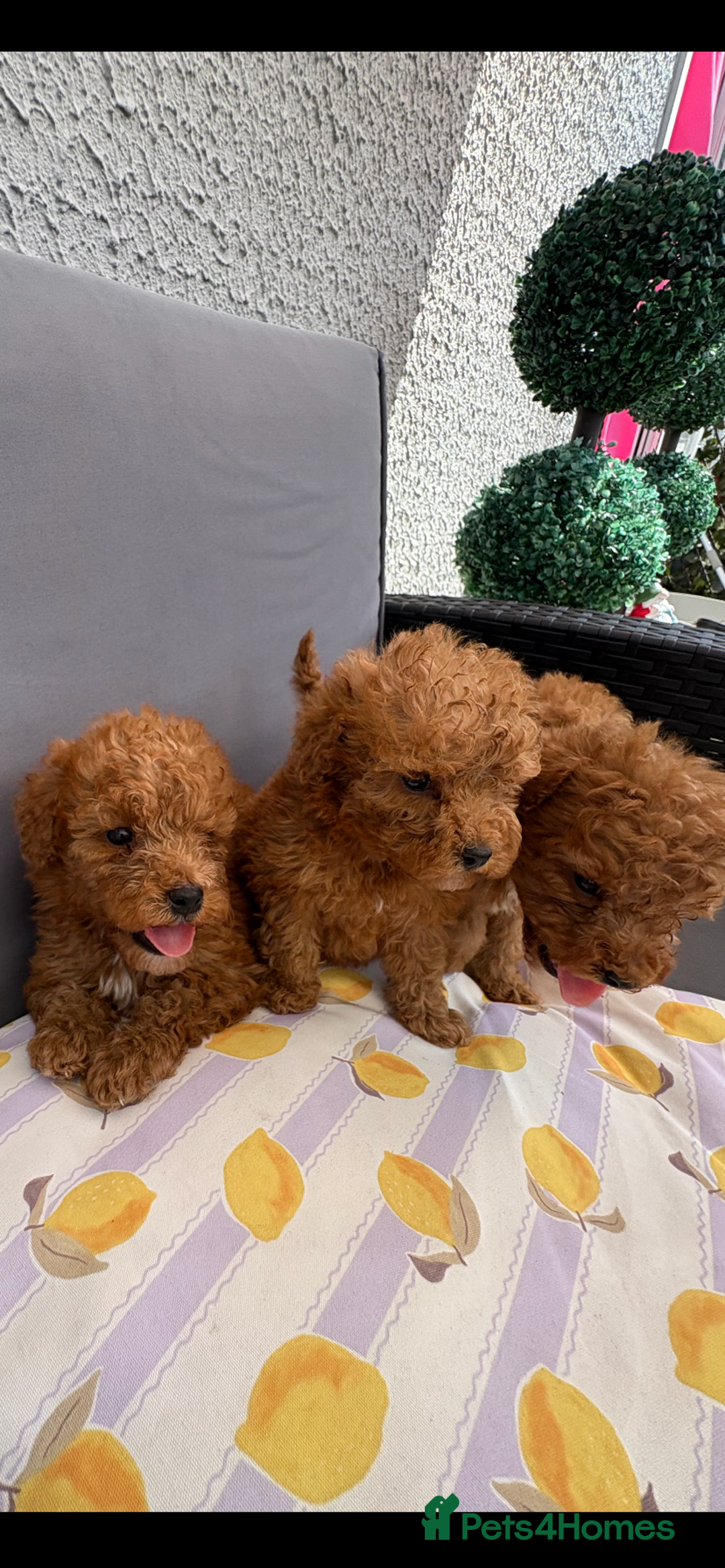 Poodle dogs for sale: Toy poodle puppies for sale  - Image 26