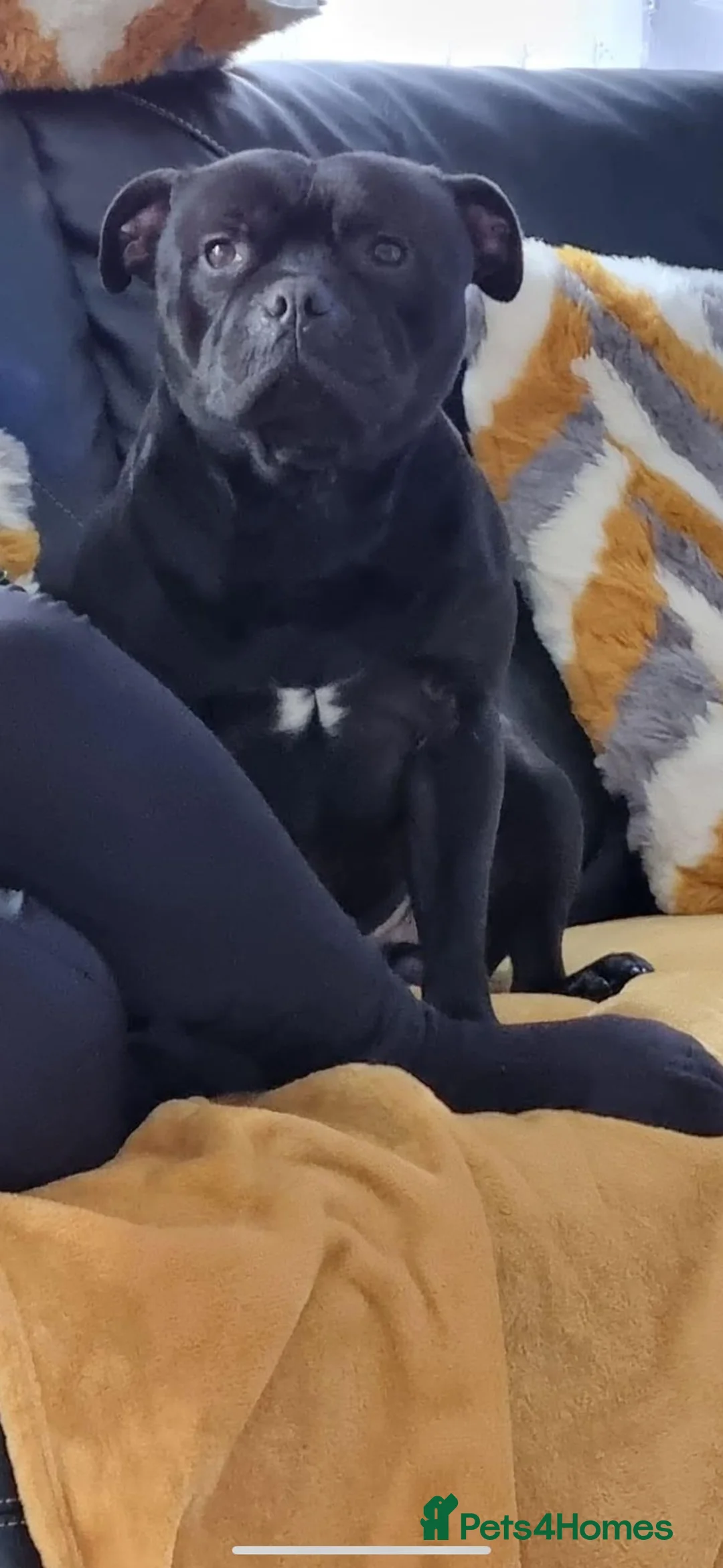 Staffordshire Bull Terrier dogs for stud: STORM FOR STUD in Newton Aycliffe - Advert 5