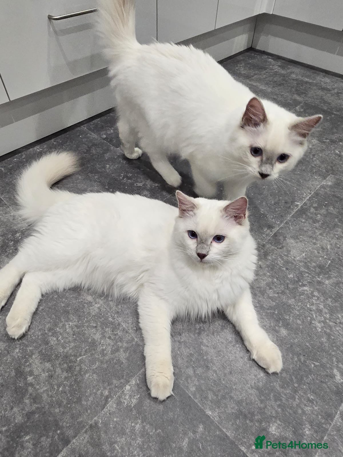 Ragdoll cats 2 beautiful Ragdoll boys - lilac - Advert 1