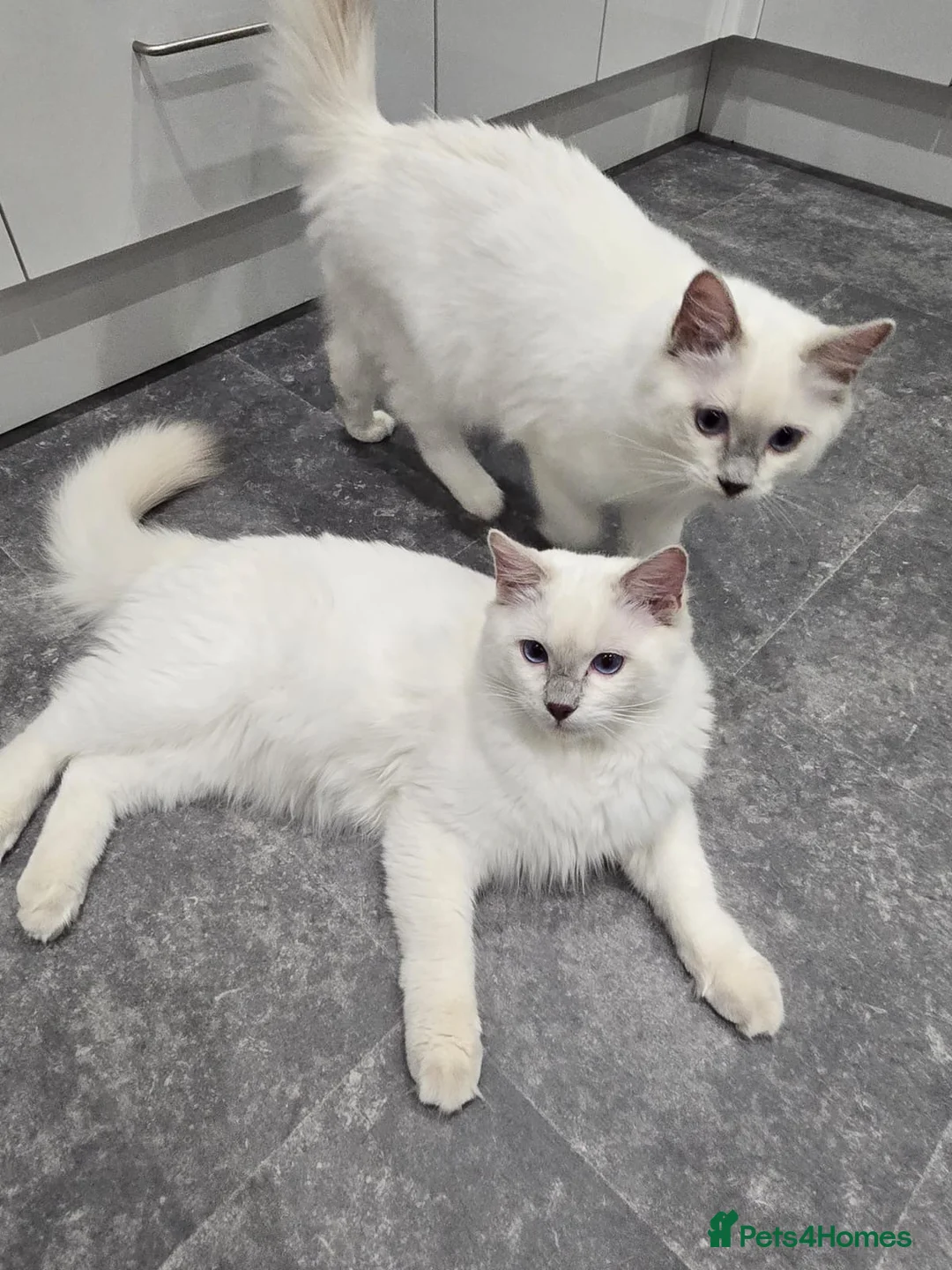 Ragdoll cats for sale: 2 beautiful Ragdoll boys - lilac in Crewe - Advert 1